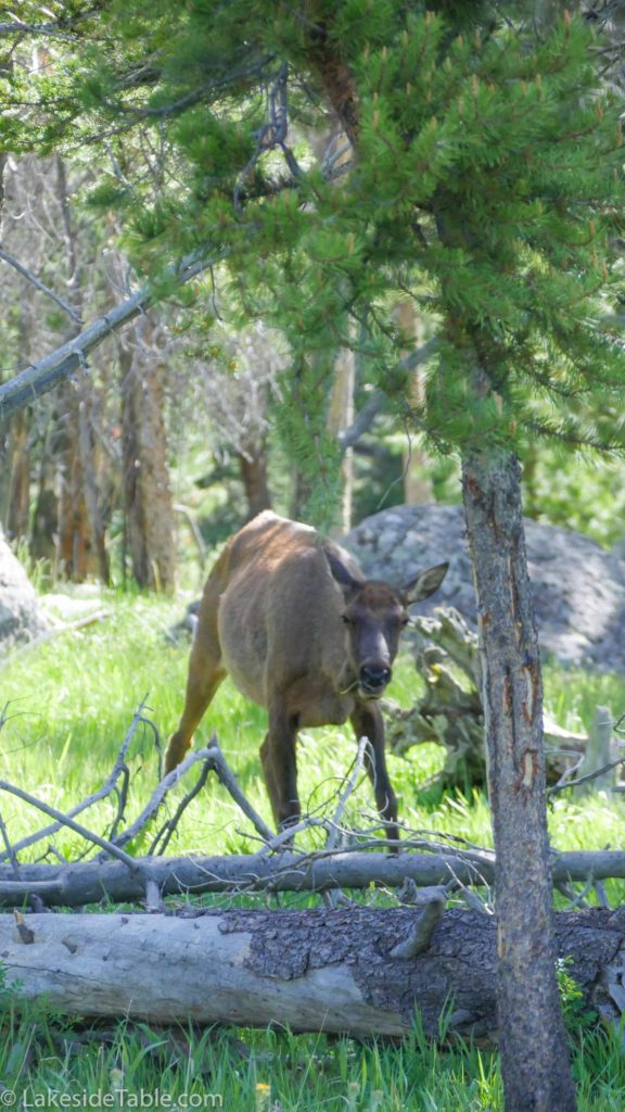 Young elk grazing near walking trail in Yellowstone Park. Amazing beauty at every turn! | www.lakesidetable.com