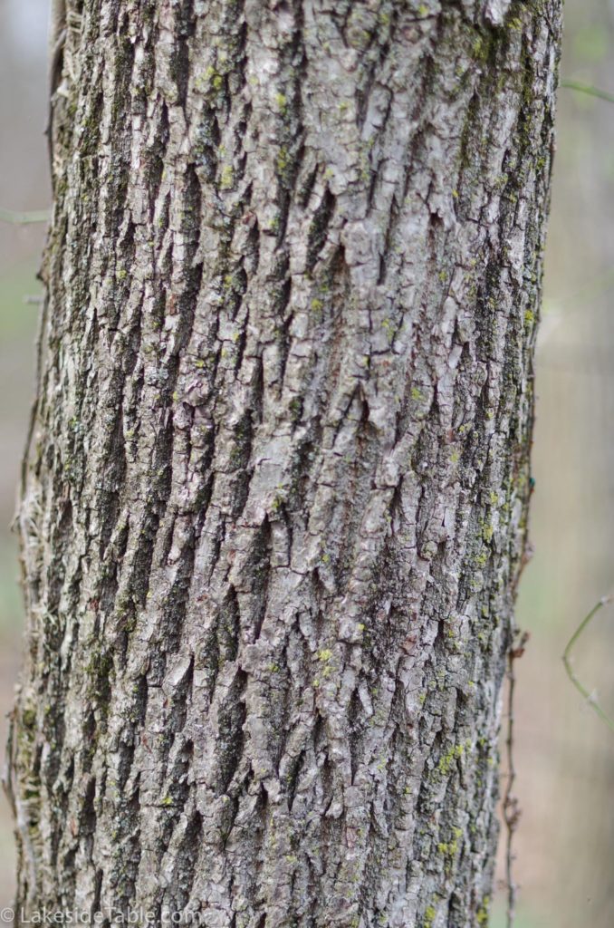Close up of Ash Tree trunk