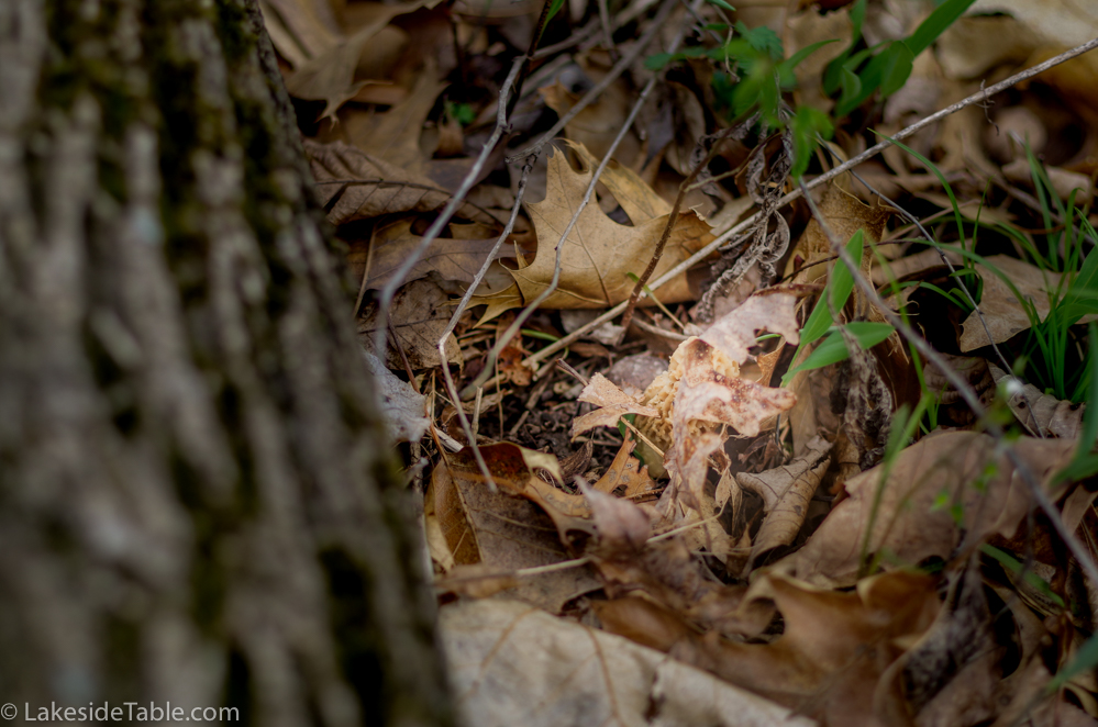 A white morel mushroom hiding in fallen leaves