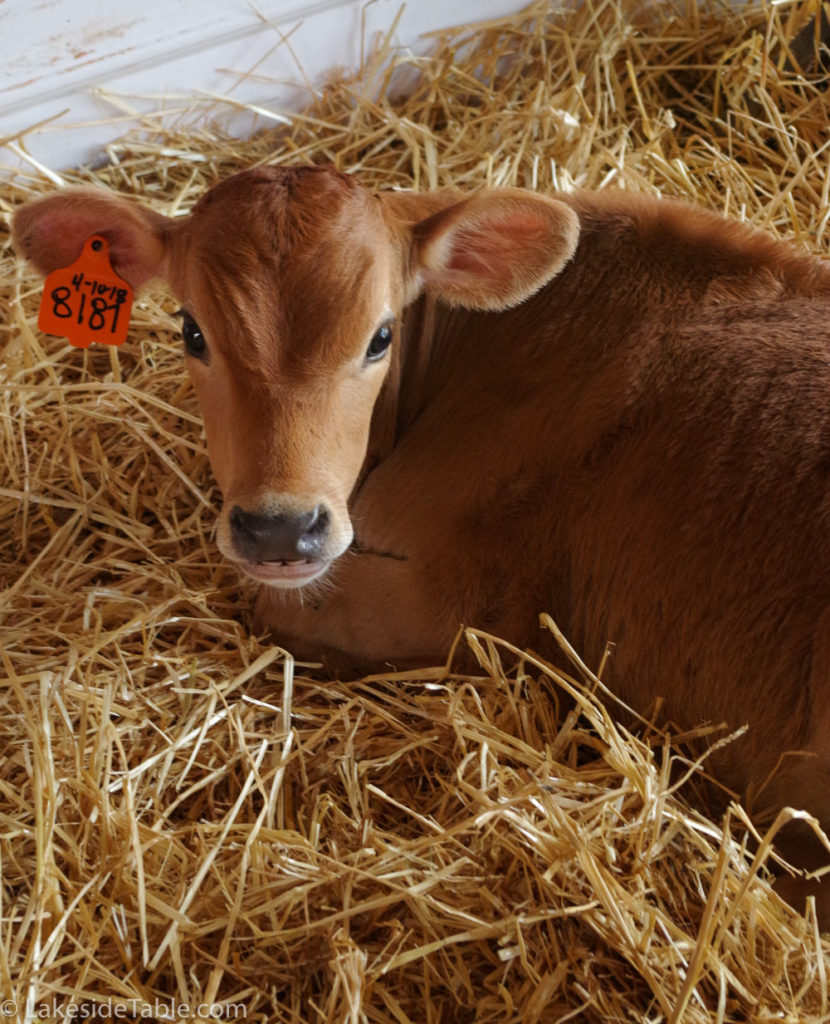 Cute calf laying in hay