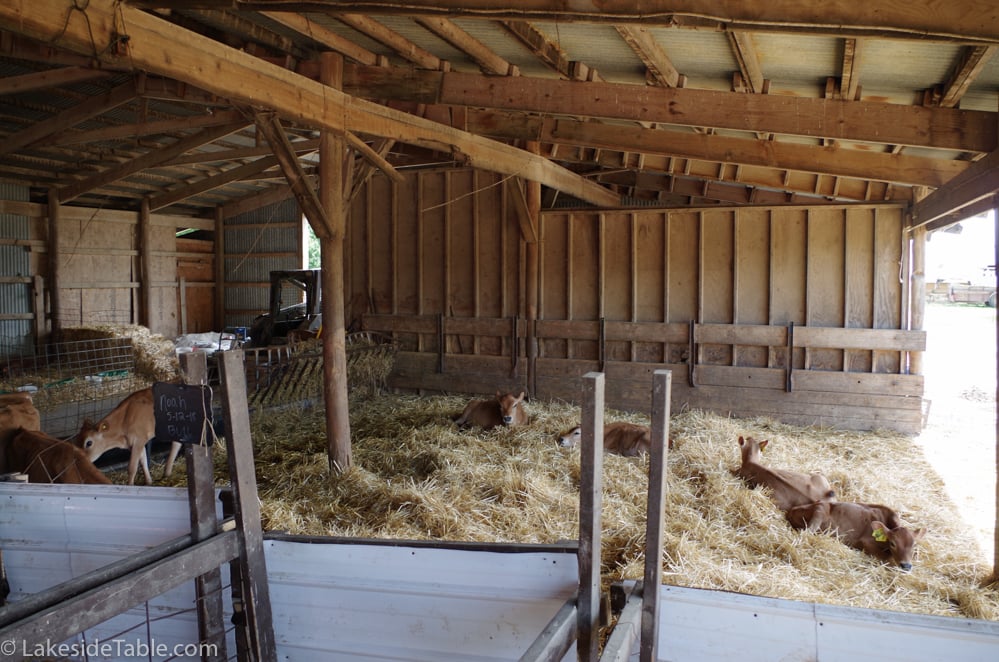 large sunny pen with resting calves