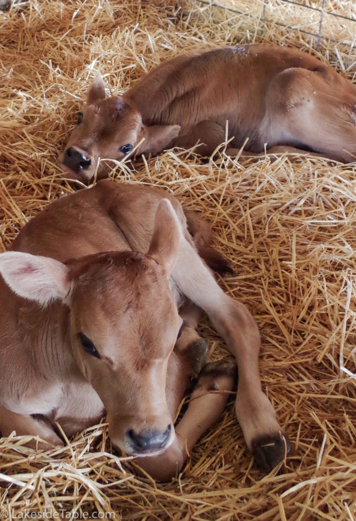 cute calf laying in hay