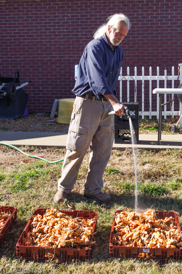 A man with a white pony tail hosing off crates of orange turmeric roots in the yard