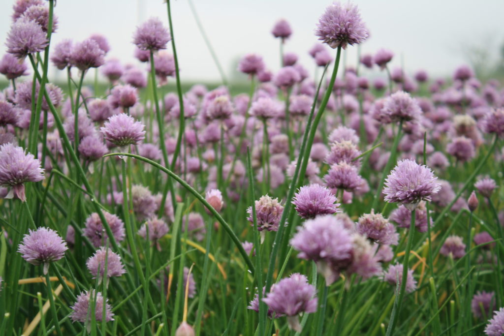 chives with purple flowers